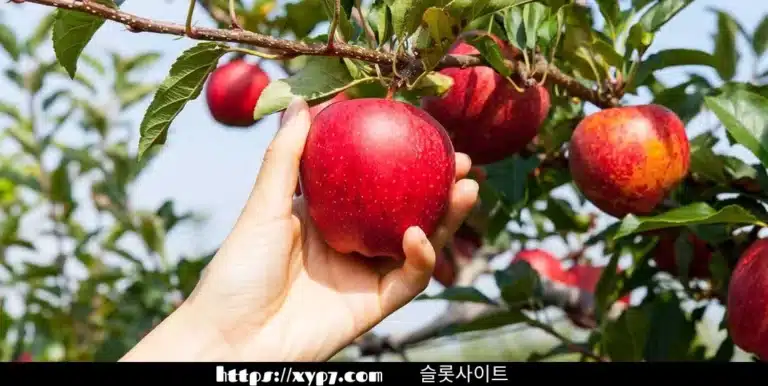 Health Benefits Of Apples