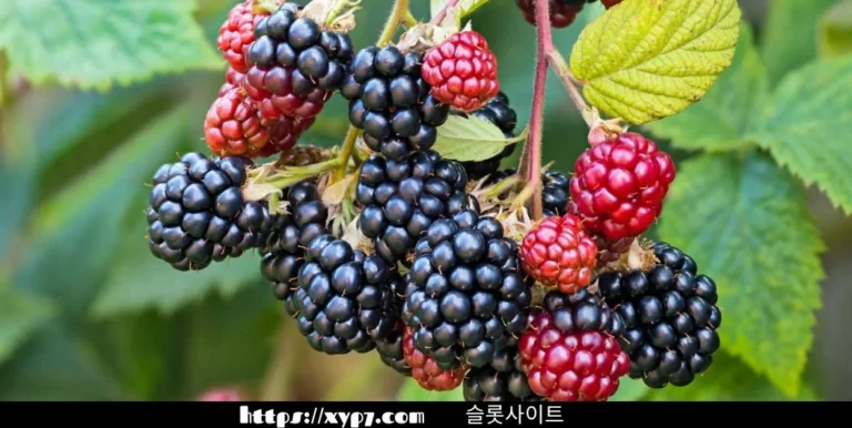 Facts About Blackberries
