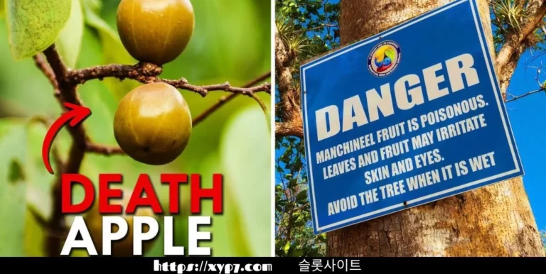 Most Poisonous Fruits In The World