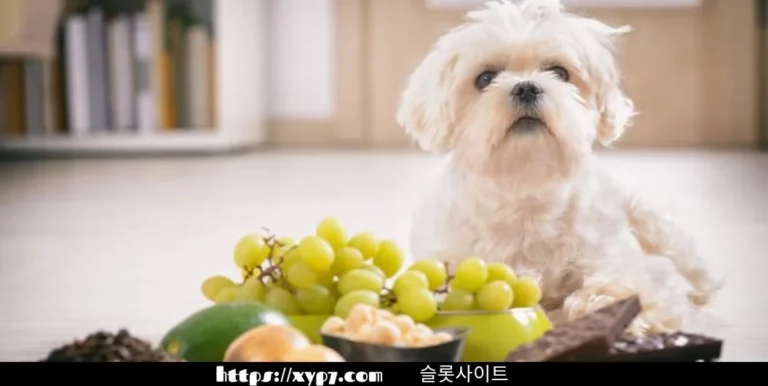 Exotic Fruits That Dogs Can Eat