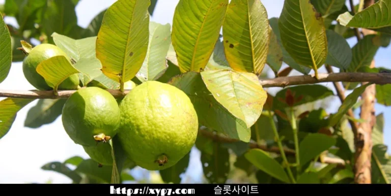 Health Benefits of Guava Leaves