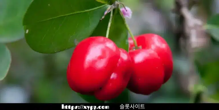 Facts About Acerola Fruits