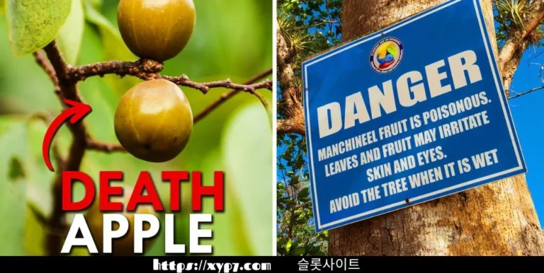 The Top 10 Poisonous Fruits