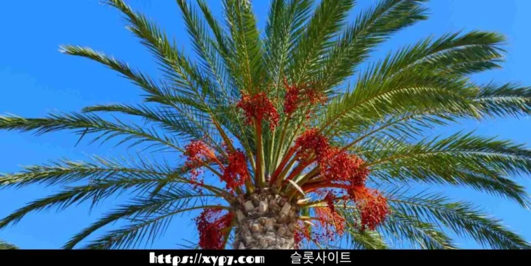 10 Ways To Enjoy Date Palm