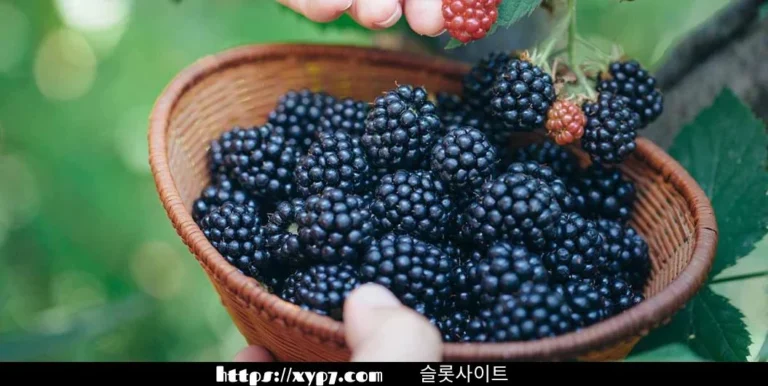 10 Ways To Enjoy Blackberries