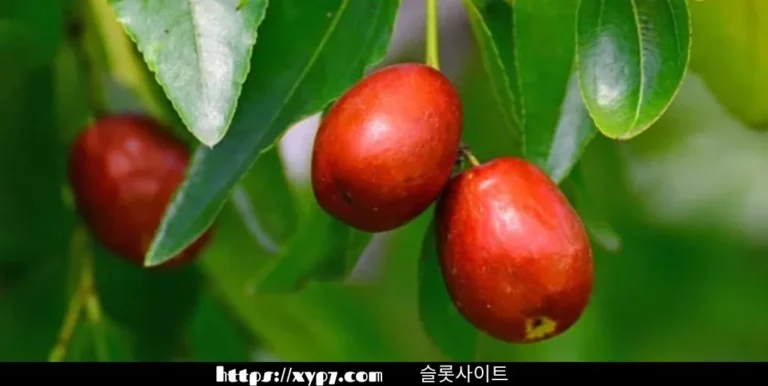 10 Ways To Enjoy Jujube Fruit