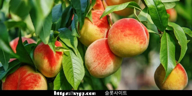 10 Top Fruit Trees for Home Gardens