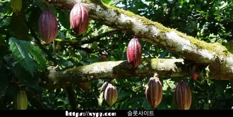 10 Fruits Found in Forests